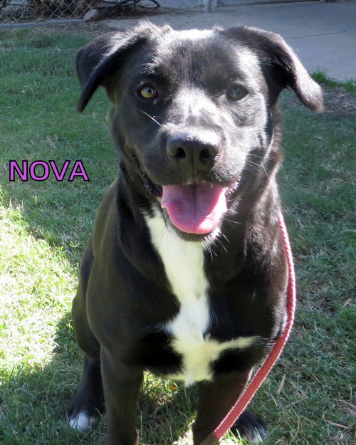 Nova