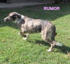 Rumor