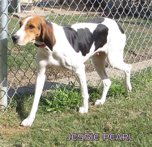 Jessie Pearl (Ritzy)