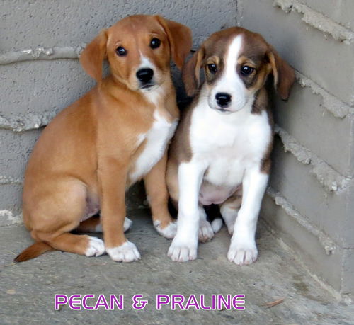 Pecan and Praline (Puppy)