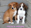 Pecan and Praline (Puppy)