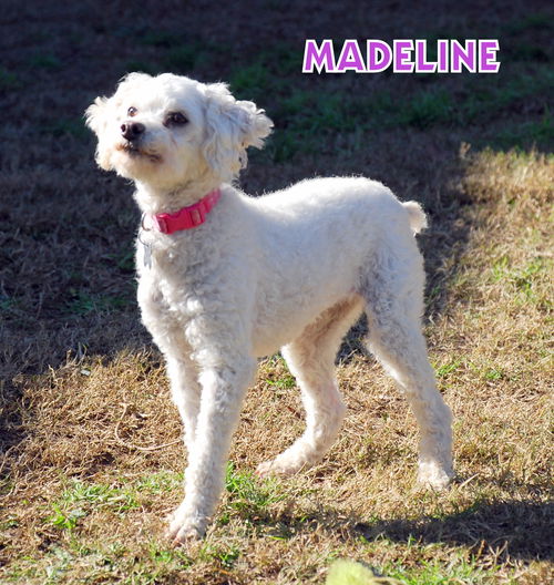 Madeline (Ritzy)