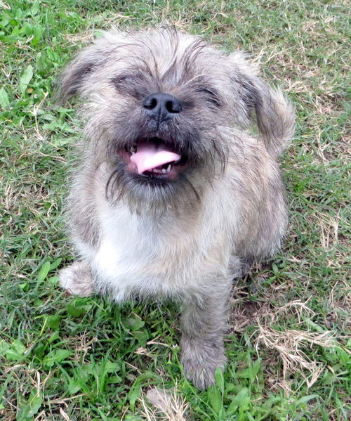 Delbert (Puppy)