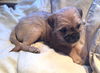 Annie (Puppy)