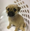 Annie (Puppy)
