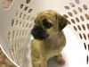 Annie (Puppy)