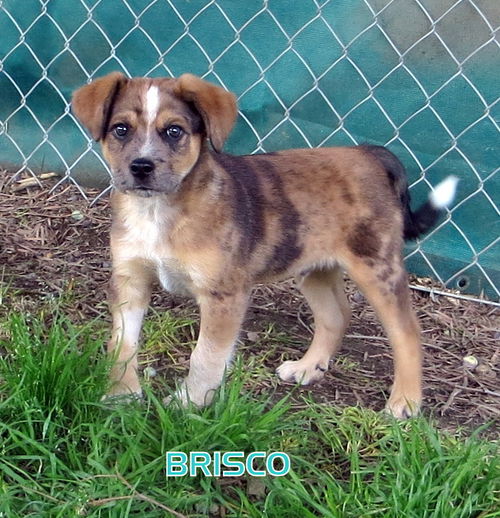 Brisco (Puppy)