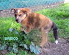 Brisco (Puppy)