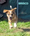 Brisco (Puppy)