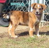 Brisco (Puppy)
