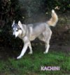 Kachini (Ritzy)