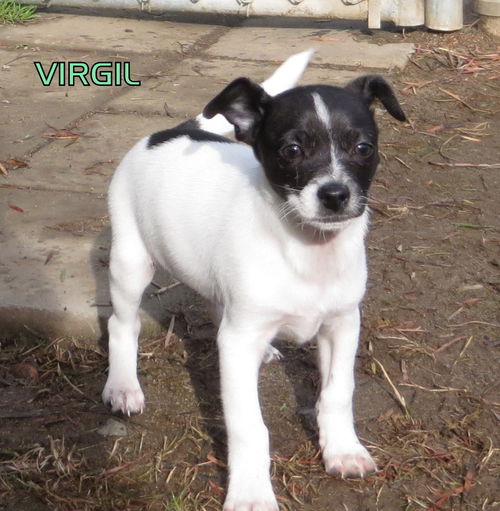 Virgil (Puppy)