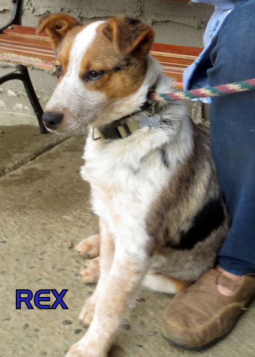 Rex (Puppy)