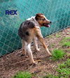 Rex (Puppy)