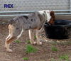 Rex (Puppy)