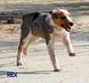 Rex (Puppy)