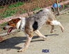 Rex (Puppy)