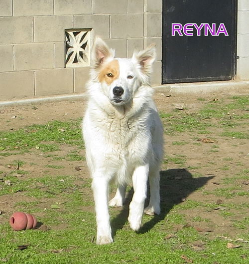 Reyna