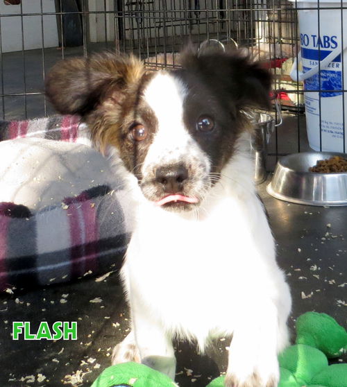 Flash (Puppy)