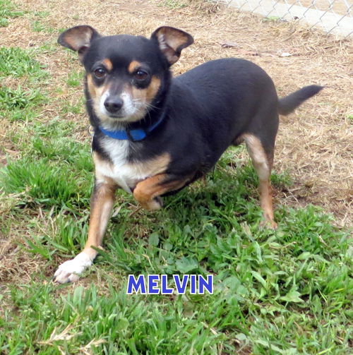 Melvin