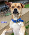 Benny