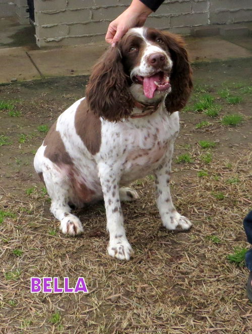 Bella (Ritzy)