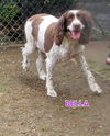 Bella (Ritzy)