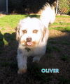 Oliver (Ritzy)