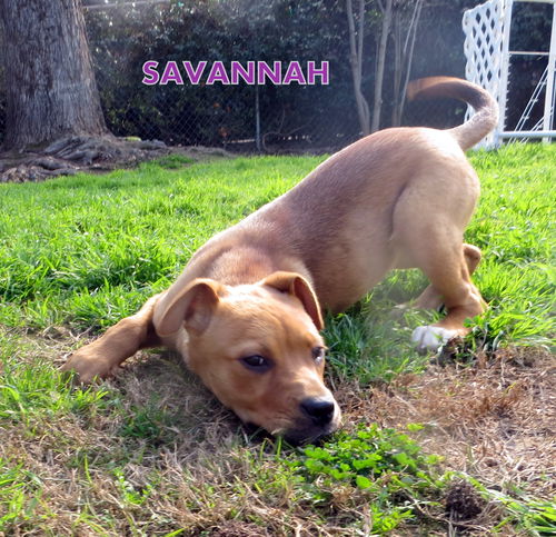 Savannah (Puppy)