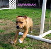 Savannah (Puppy)