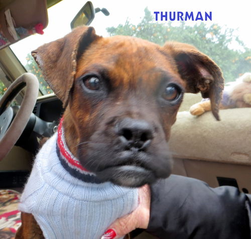 Thurman