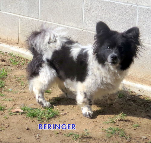 Beringer (Ritzy)