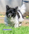 Beringer (Ritzy)