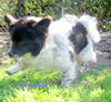 Beringer (Ritzy)