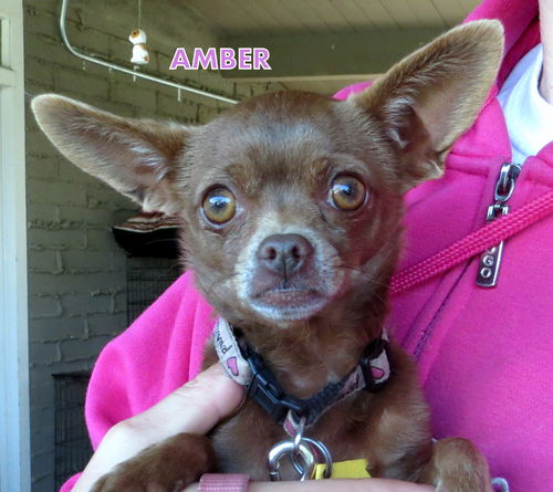 Amber (Ritzy)