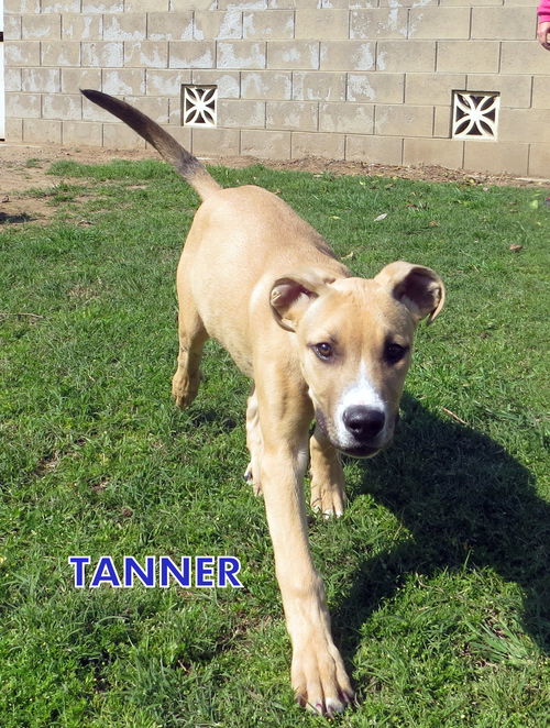 Tanner