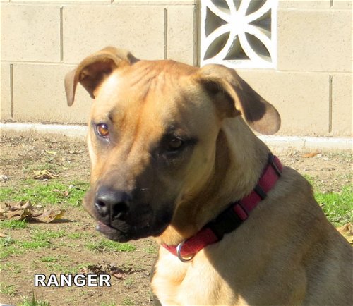 Ranger (Puppy)