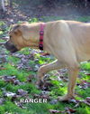 Ranger (Puppy)