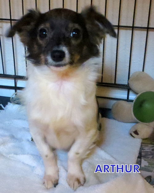 Arthur (Puppy)