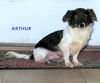 Arthur (Puppy)
