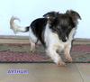 Arthur (Puppy)