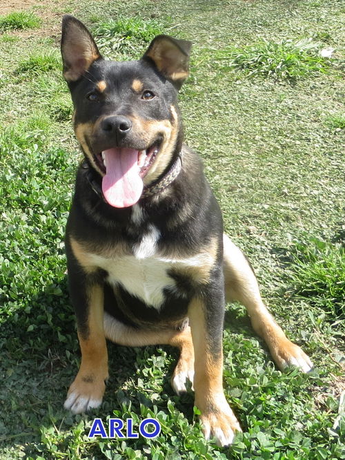 Arlo (Puppy)