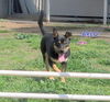 Arlo (Puppy)
