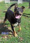Arlo (Puppy)