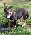 Arlo (Puppy)