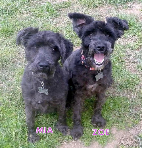 Mia and Zoe (Ritzy)