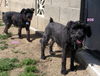Mia and Zoe (Ritzy)