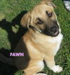 Fawn (Puppy)