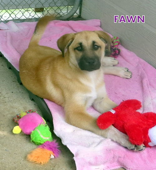 Fawn (Puppy)