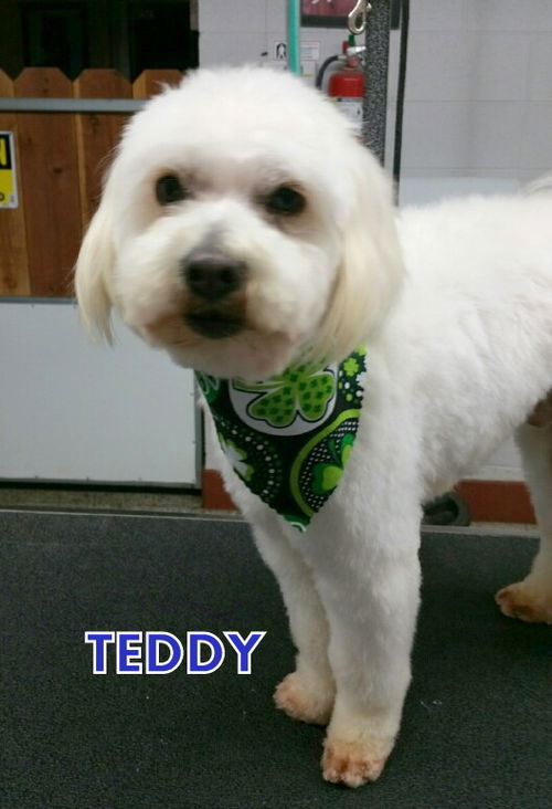 Teddy (Ritzy)